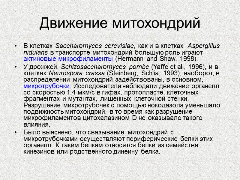 Движение митохондрий В клетках Saccharomyces cerevisiae, как и в клетках  Aspergillus nidulans в